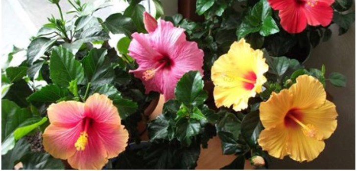 hibiskus blomst