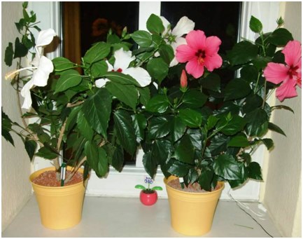 hibiskus på vinduskarmen