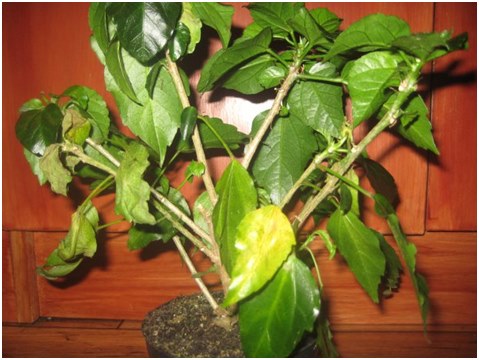Generell informasjon om hibiskus. Anbefalinger for reproduksjon, planting og omsorg