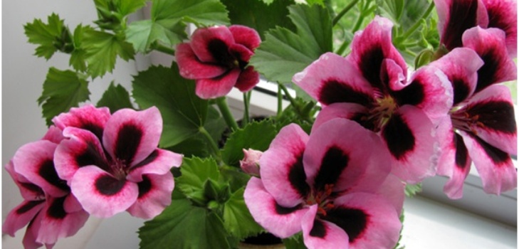 Pelargonium blomst