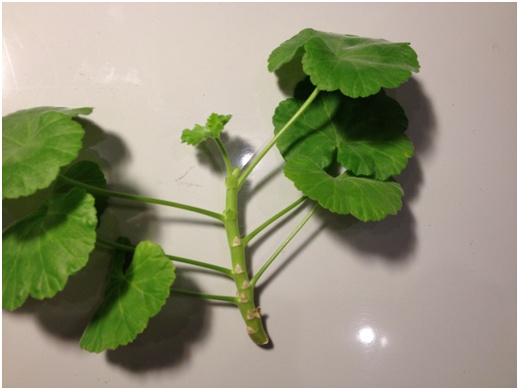Pelargoniumstengel