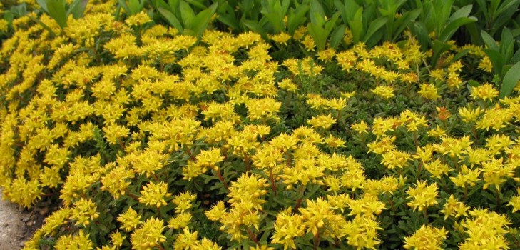 Rensing, sedum, hare gress! Dyrking av sukkulenter i blomsterbedet og på vinduskarmen