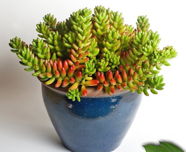 Rensing, sedum, hare gress! Dyrking av sukkulenter i blomsterbedet og på vinduskarmen