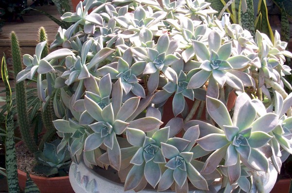 Rensing, sedum, hare gress! Dyrking av sukkulenter i blomsterbedet og på vinduskarmen