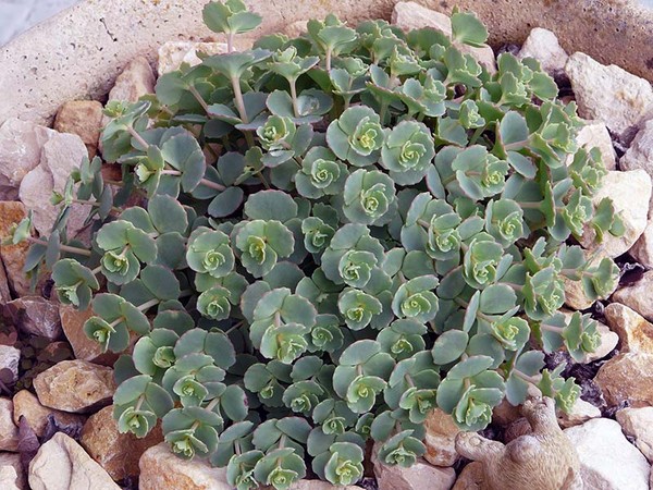 Rensing, sedum, hare gress! Dyrking av sukkulenter i blomsterbedet og på vinduskarmen