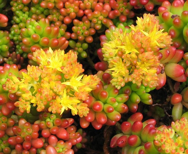 Rensing, sedum, hare gress! Dyrking av sukkulenter i blomsterbedet og på vinduskarmen