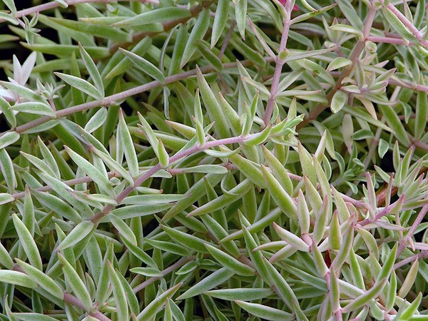 Rensing, sedum, hare gress! Dyrking av sukkulenter i blomsterbedet og på vinduskarmen
