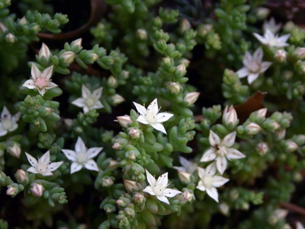 Rensing, sedum, hare gress! Dyrking av sukkulenter i blomsterbedet og på vinduskarmen