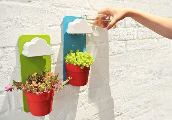 Rensing, sedum, hare gress! Dyrking av sukkulenter i blomsterbedet og på vinduskarmen