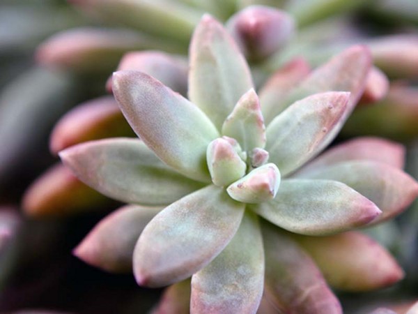 Rensing, sedum, hare gress! Dyrking av sukkulenter i blomsterbedet og på vinduskarmen