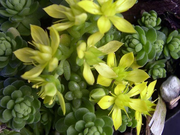 Rensing, sedum, hare gress! Dyrking av sukkulenter i blomsterbedet og på vinduskarmen