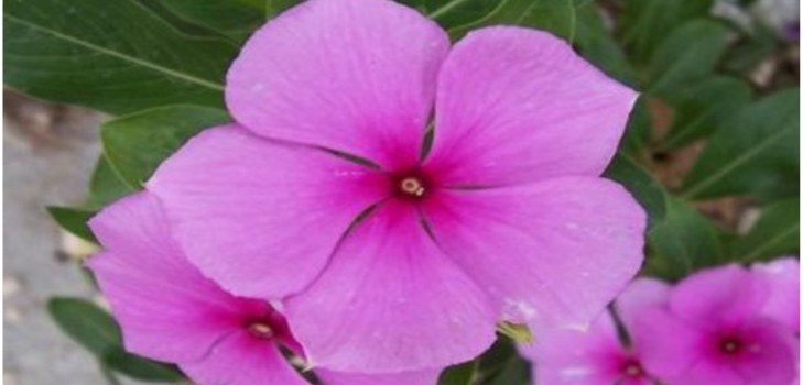 blomst periwinkle