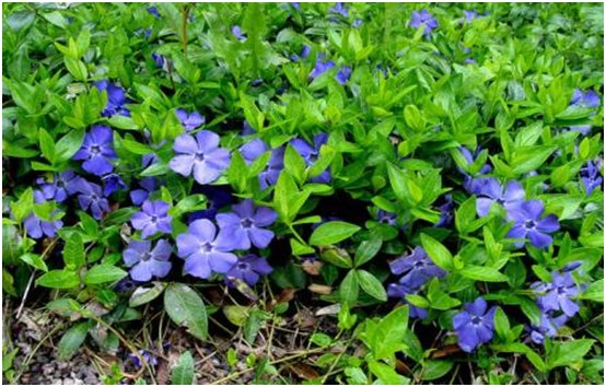 blomster periwinkle