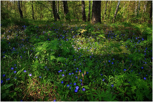 periwinkle i engen