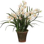 Orchid Cymbidium: Pleie og innhold