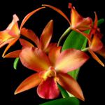 Cattleya Orchid Cattleya Orchid