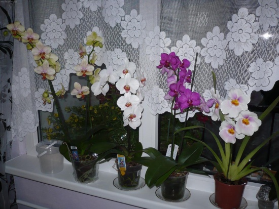 Orchid: hjemmepleie