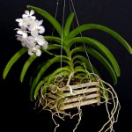 Orchid Vanda