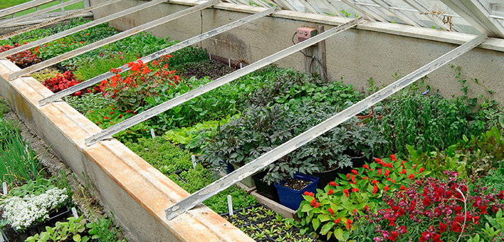Varme kilder for planting: Steg-for-trinns guide, bilder, videoer