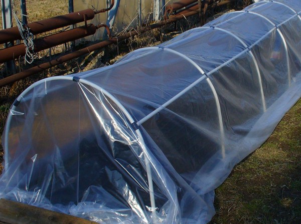 Varme kilder for planting: Steg-for-trinns guide, bilder, videoer