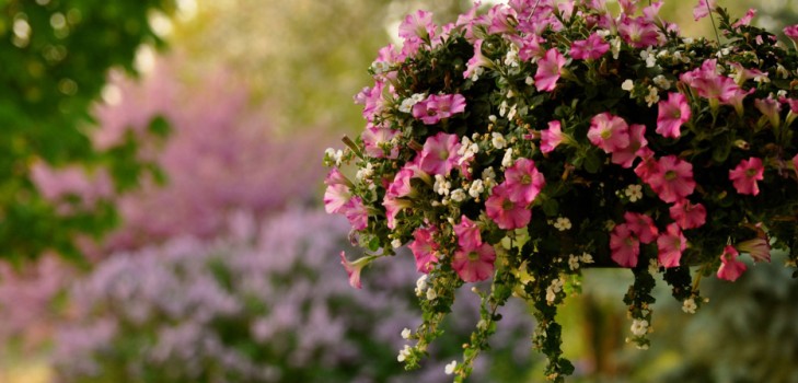 Plantering petunia og omsorg for henne