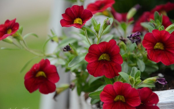Plantering petunia og omsorg for henne