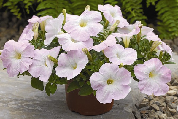 Plantering petunia og omsorg for henne