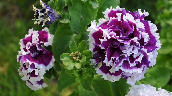 Plantering petunia og omsorg for henne