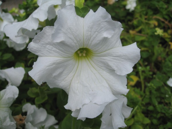 Plantering petunia og omsorg for henne