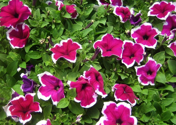 Plantering petunia og omsorg for henne