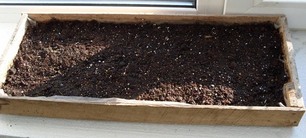 Plantering petunia og omsorg for henne