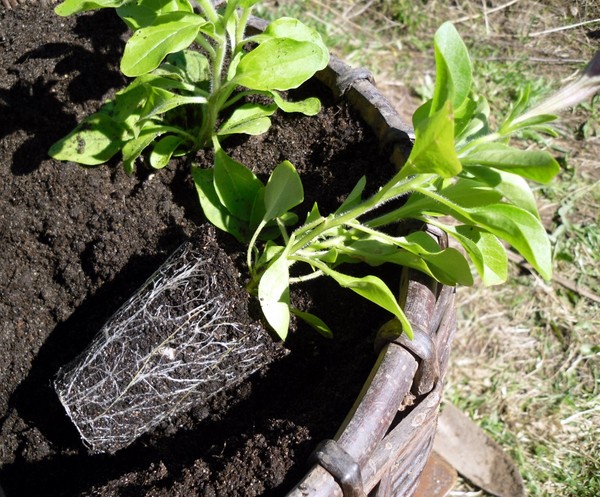 Plantering petunia og omsorg for henne