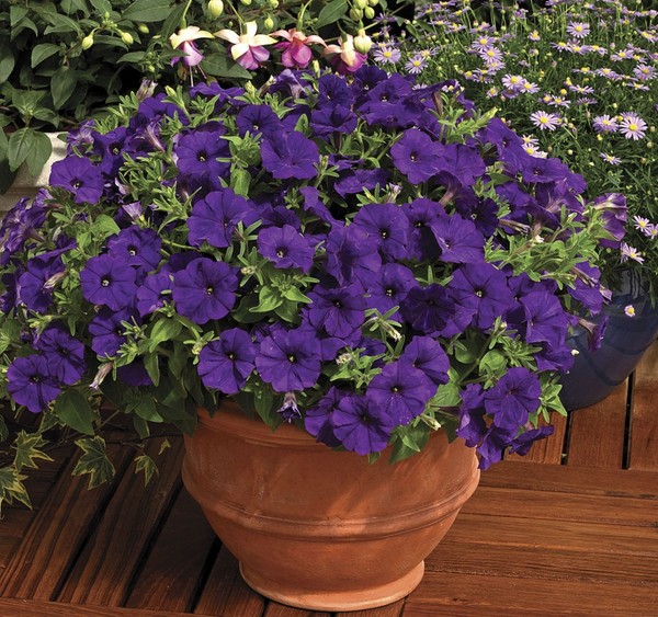 Plantering petunia og omsorg for henne