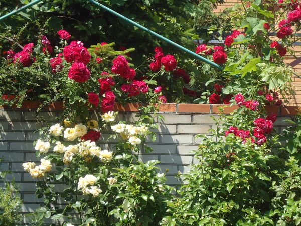 Plantering og omsorg for klatringrosen