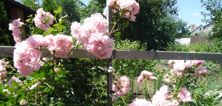 Plantering og omsorg for klatringrosen