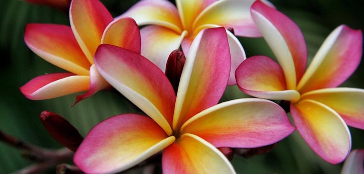 Plumeria: foto og omsorg hjemme