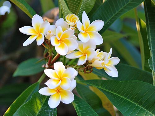 Reproduksjon av plumeria