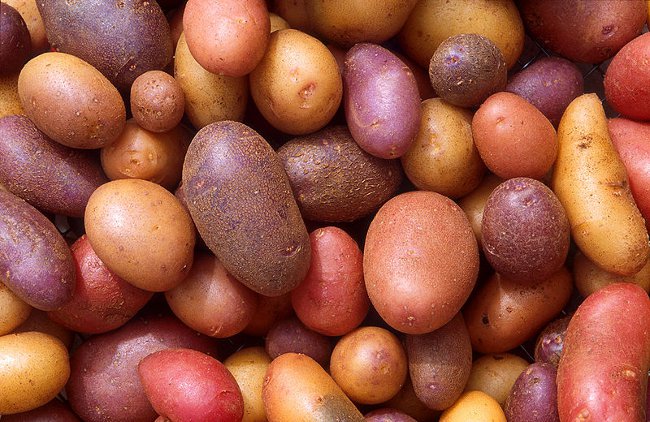 Tilberedning av poteter for planting