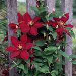 Clematis planting