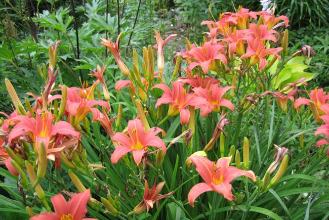 Planting daylilies