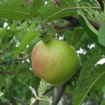 Plante et epletre