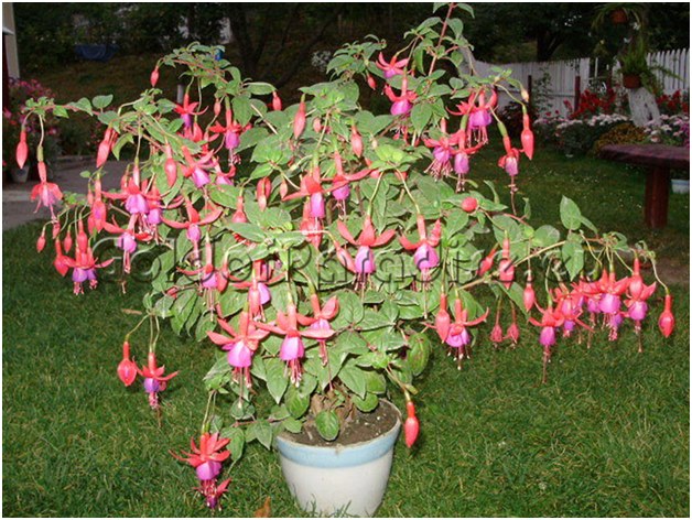 fuchsia i et badekar