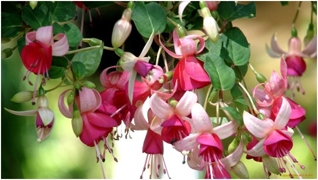 Riktig omsorg for fuchsia