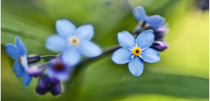 vakker blomst