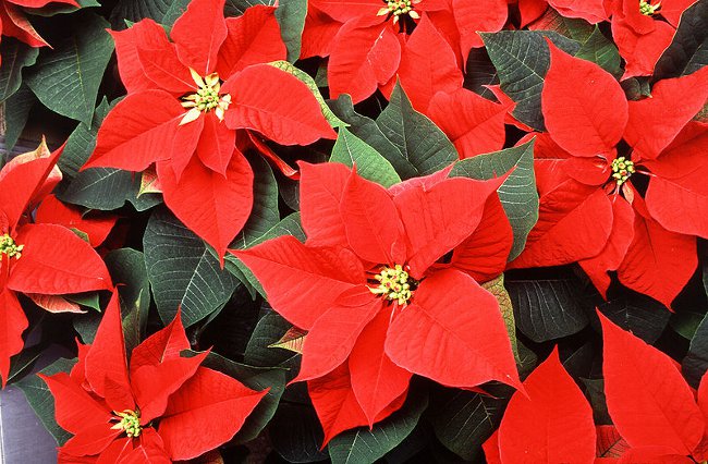 Poinsettia: Julestjernen