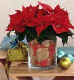 Poinsettia: Julestjernen