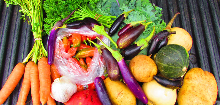 Frøplanter av squash, aubergine aubergine