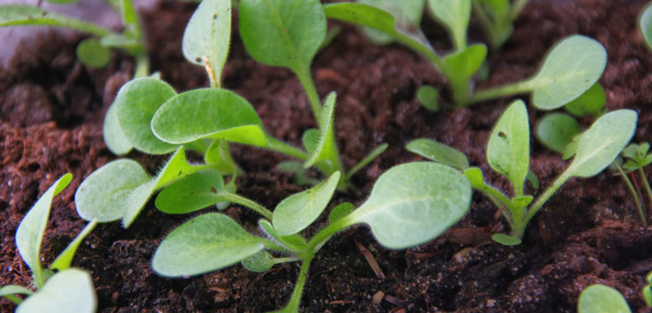 Frøplanter av petunia