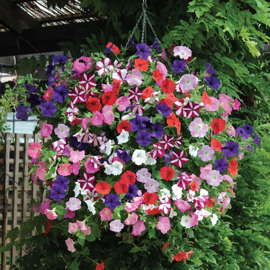 Frøplanter av petunia
