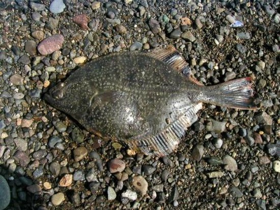 Fisk stor og liten: de beste stedene for fiske på Krim